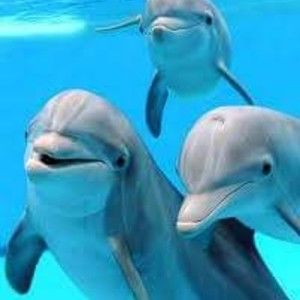 Meet your Posher, Theresa